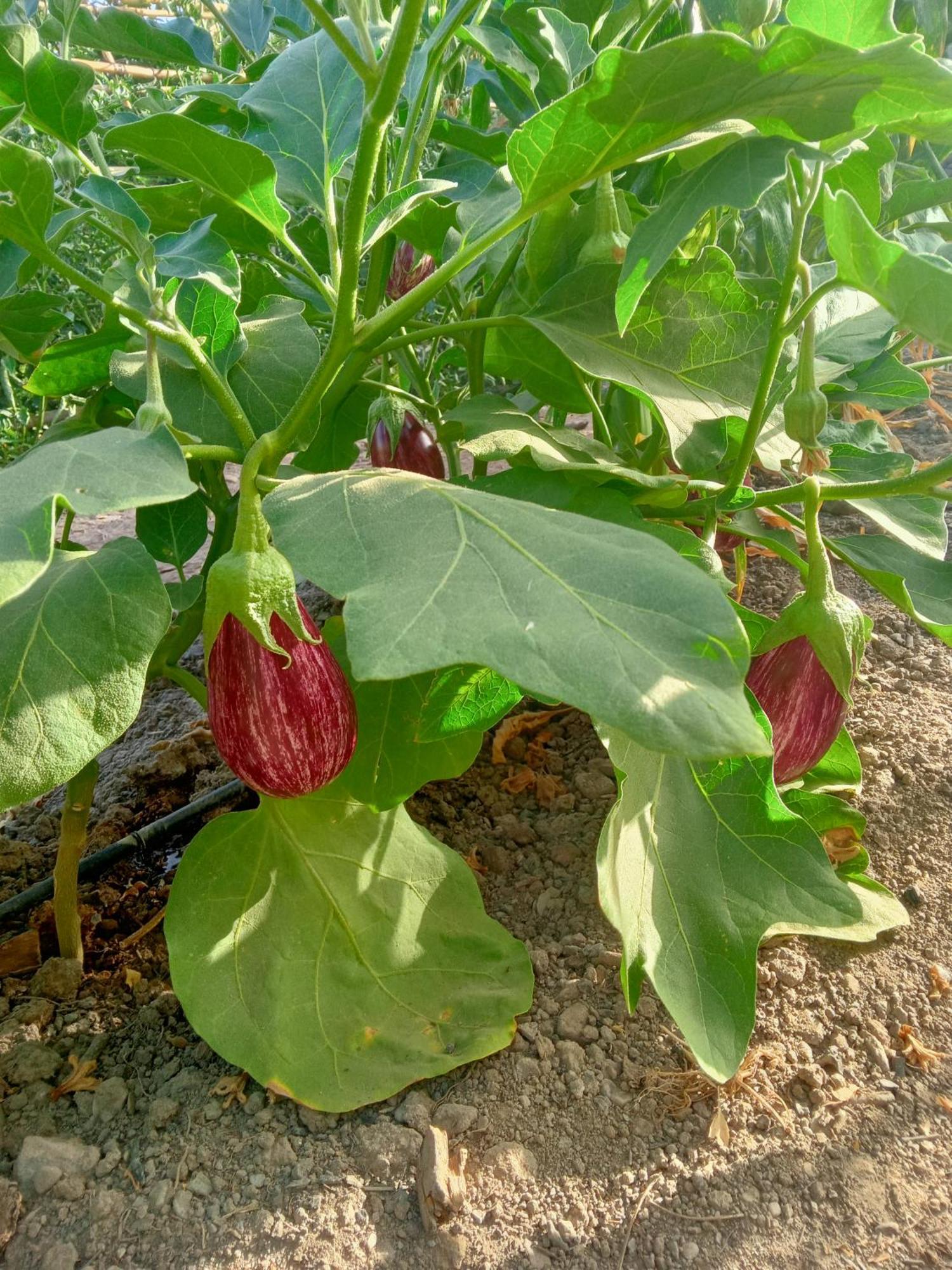 Tuguest Hortichuela House Villa Ugijar Ngoại thất bức ảnh